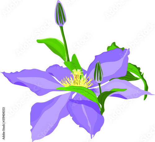 Vector clematis flower, holidays design, wide application, EPS format