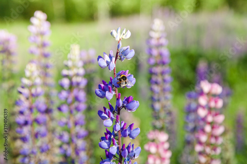 bumble bee collecting nectar on a purple lupine.