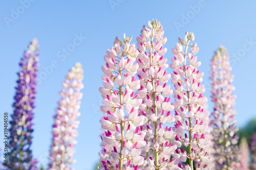 Blossoming pink lupin flowers against blue sky background.