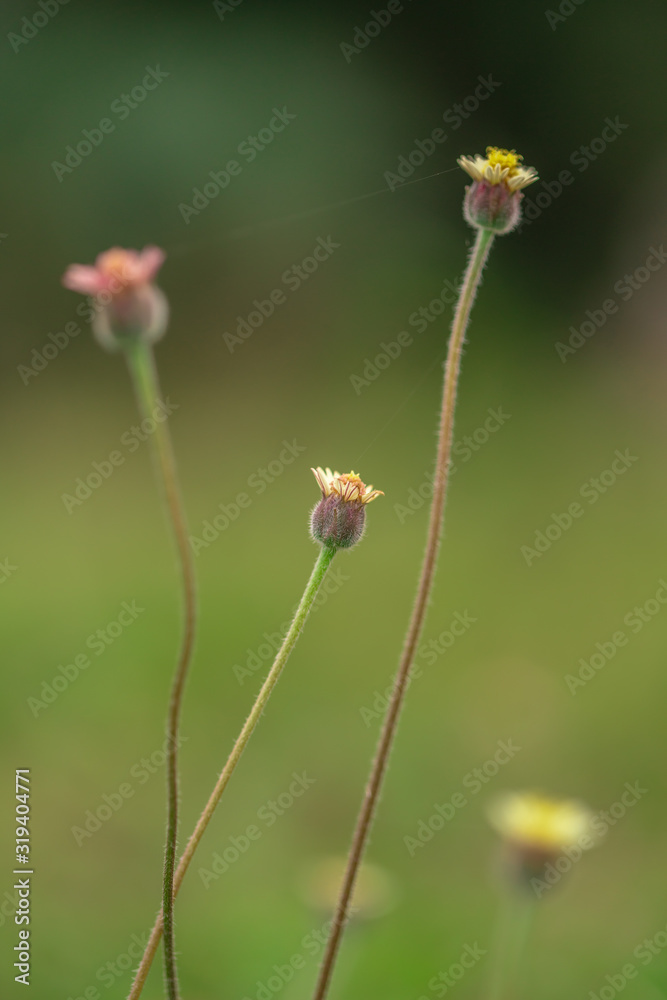 pink flowers in the grass