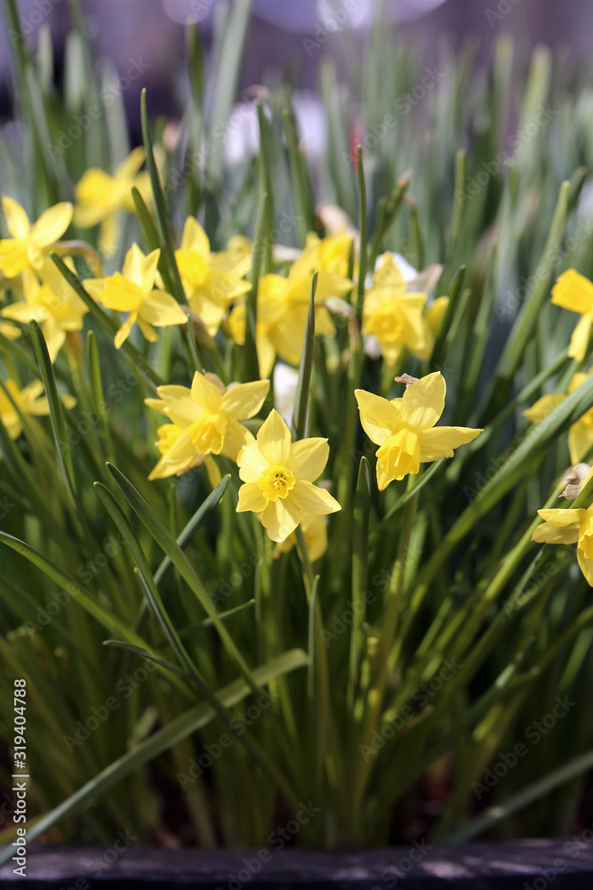 Yellow blooming narcissus / daffodils flowers with green leaves during a sunny day. Perfect flowers for celebrating Easter and enjoying early spring. Happy, bright yellow color. Closeup color image.