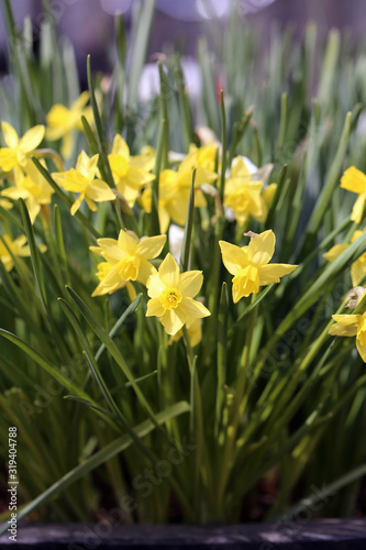 Yellow blooming narcissus   daffodils flowers with green leaves during a sunny day. Perfect flowers for celebrating Easter and enjoying early spring. Happy  bright yellow color. Closeup color image.
