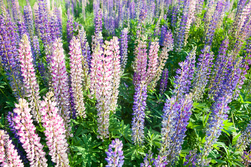 Blooming lupine flowers. A field of lupines. Violet and pink lupin in meadow. Colorful bunch of lupines summer flower background.