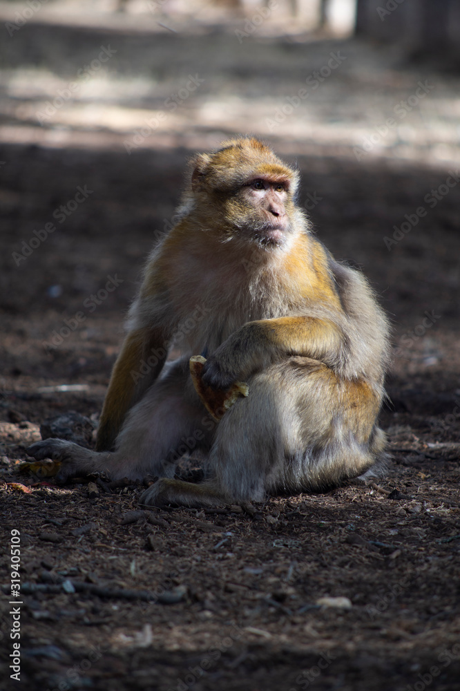 Obraz premium Macaco