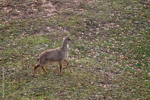 The Himalayan goral, Naemorhedus goral. Listed as Near Threatened on the IUCN Red List , Chopta, Garhwal, Uttarakhand, india photo