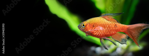 Canvas Print Tropical aquarium fish longtail barb Pethia Conchonius
