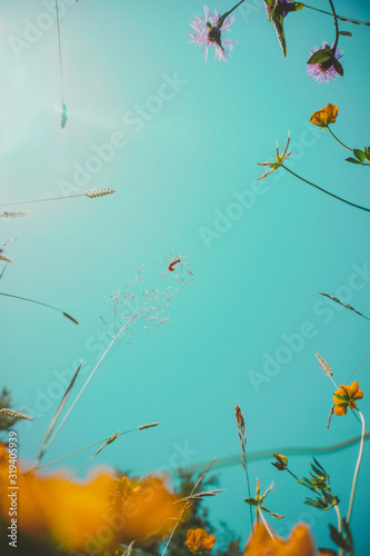 colorful yellow flowers on blue sky background. Texture, pattern concept