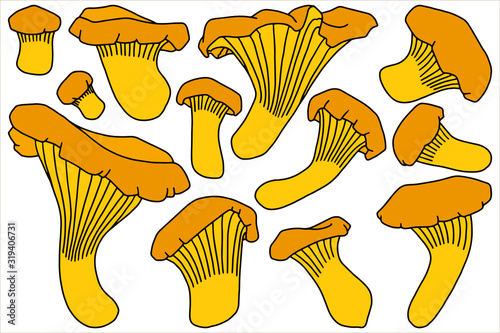 Hand drawing vector illustration. Chanterelles. Set of edible mushrooms. Isolated on white. Juicy orange mushrooms.