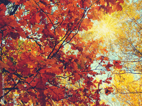 autumn background forest with oak trees and sunny beams © Anastasia Tsarskaya