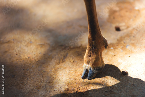 Hooves of a small horned animal. Legs of a female mountain goat. Hooves of a wild goat close up