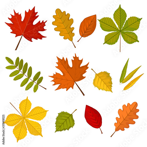Colorful autumn leaves set on white background. Chestnut, maple, willow, birch, poplar, oak, mountain-ash, rowan. Vector illustration