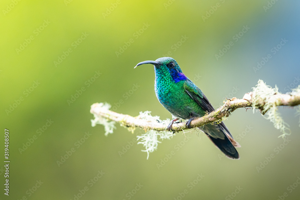 Blue hummingbird Violet Sabrewing flying next to beautiful red flower. Tinny bird fly in jungle. Wildlife in tropic Costa Rica. Two bird sucking nectar from bloom in the forest. Bird behaviour