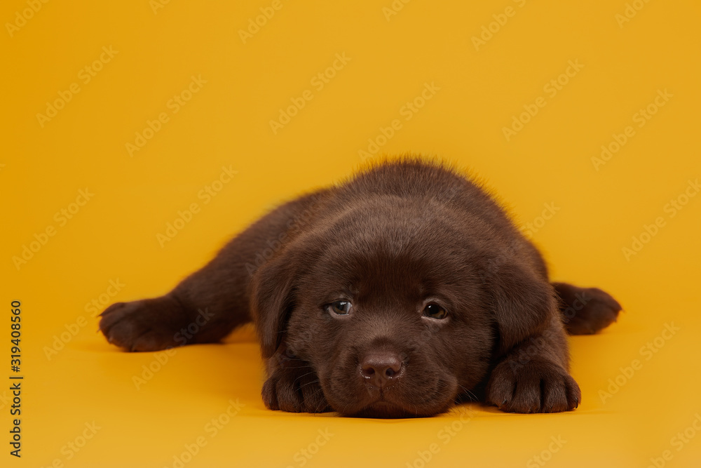 Cute little chocolate labrador puppy on a yellow background