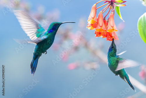Quadro em tela Blue hummingbird Violet Sabrewing flying next to beautiful red flower