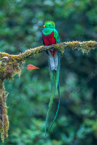 Resplendent Quetzal, Pharomachrus mocinno, from Savegre in Costa Rica with blurred green forest in background. Magnificent sacred green and red bird photo