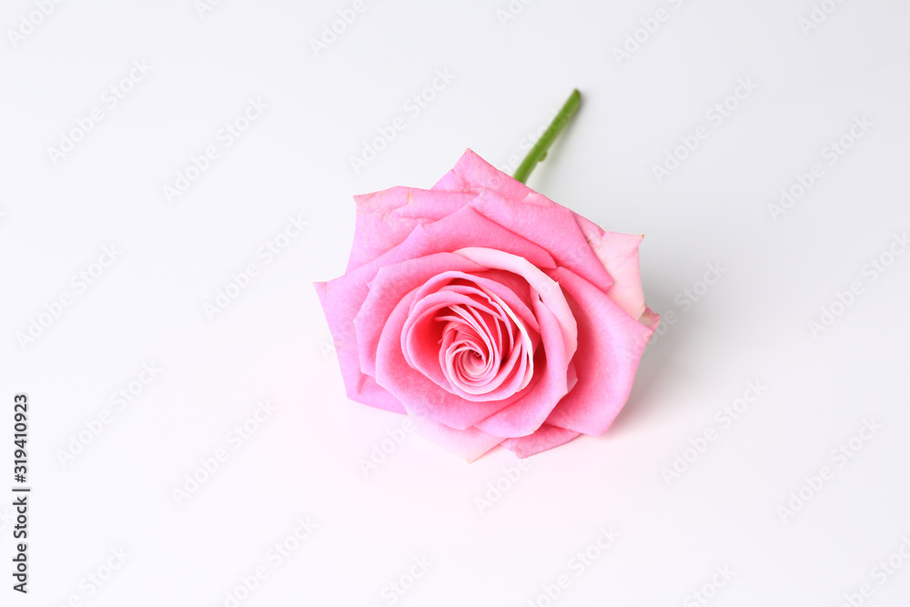 Pink rose. White background. Top view. Close-up. Pink rose. White background. Top view. Close-up.