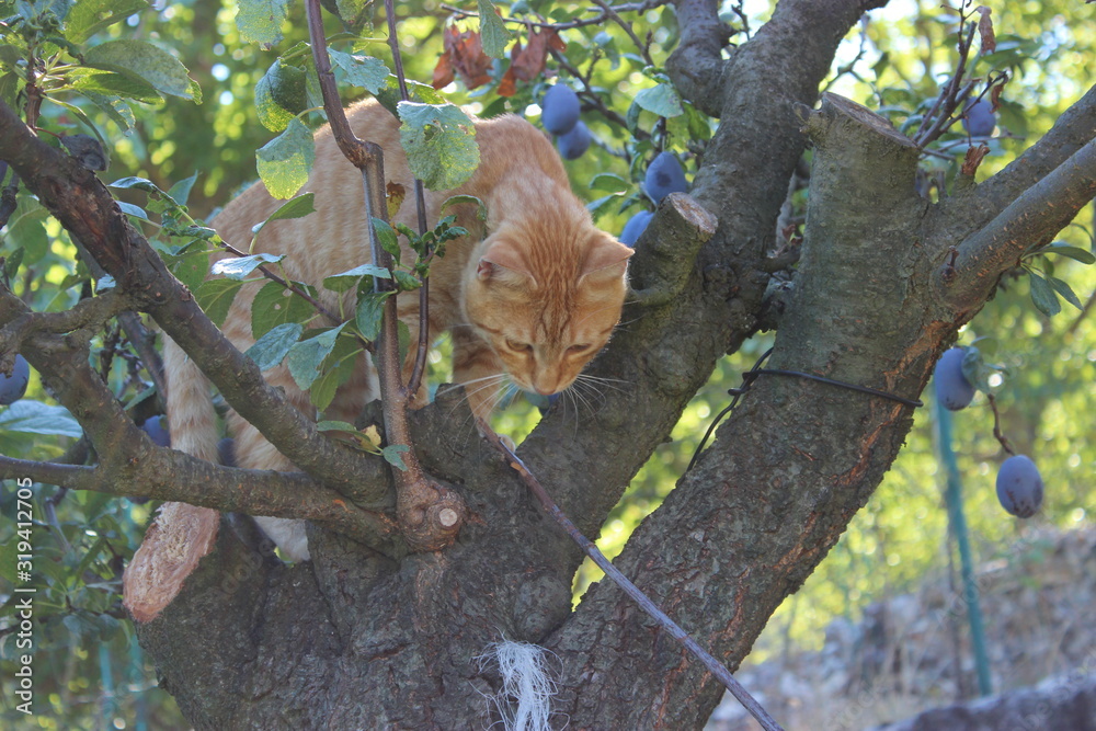 Obraz premium red cat on a tree