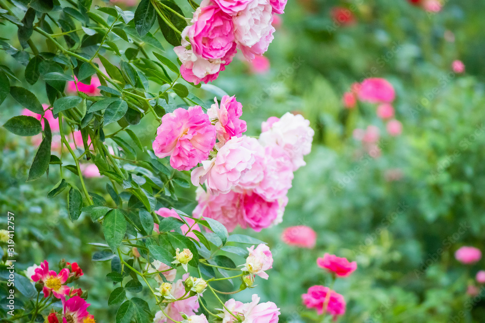 Fototapeta premium Beautiful pink roses flower in the garden