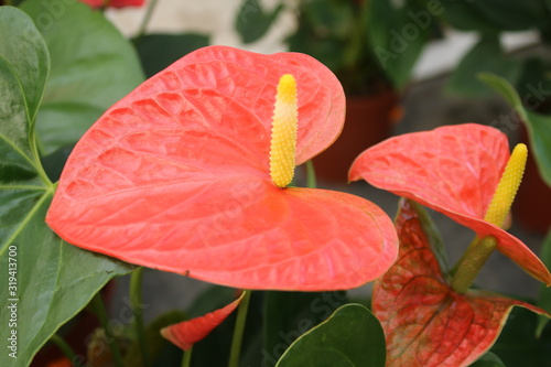 Détail fleur d'anthurium rouge