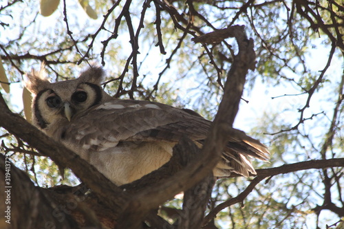 Grey nocturnal perched african owl  photo