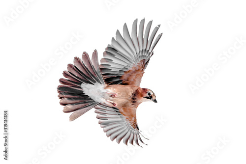 Isolated Euarsian jay in flight with fully open wings and white background photo