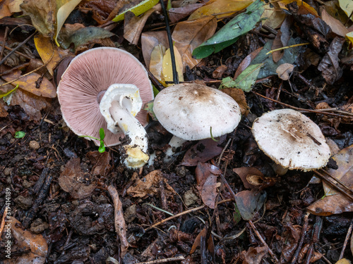 Agaricus xanthodermus, the poisonous yellow-staining fungus in the natural environment
