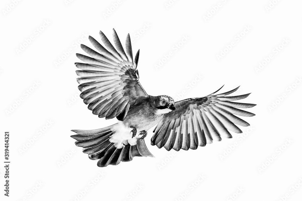 Fototapeta premium Isolated Euarsian jay in flight with fully open wings and white background in black and white