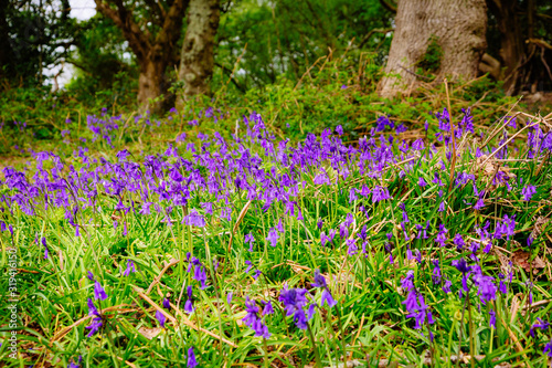 Bluebells in Thorncombe Woods