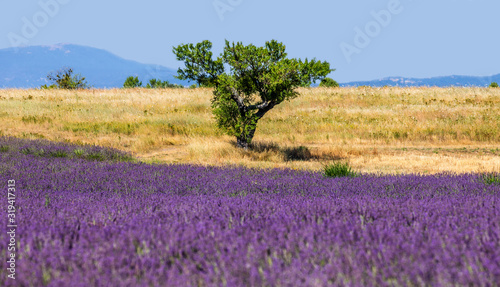 Picturesque tree in the middle of a lavender field and an oat field. France. Provence. Plateau Valensole.