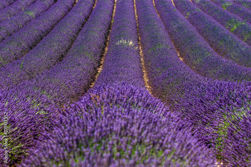 Fragment of a lavender field with picturesque bushes of lavender. France. Provence. Plateau Valensole.