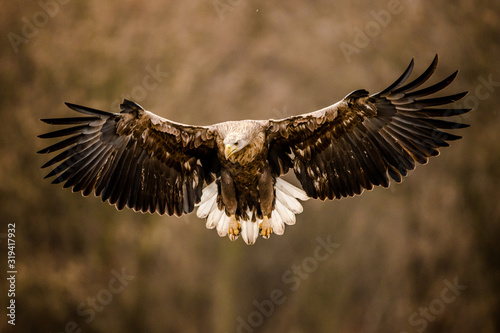 Isolated white tailed eagle with fully open wings
