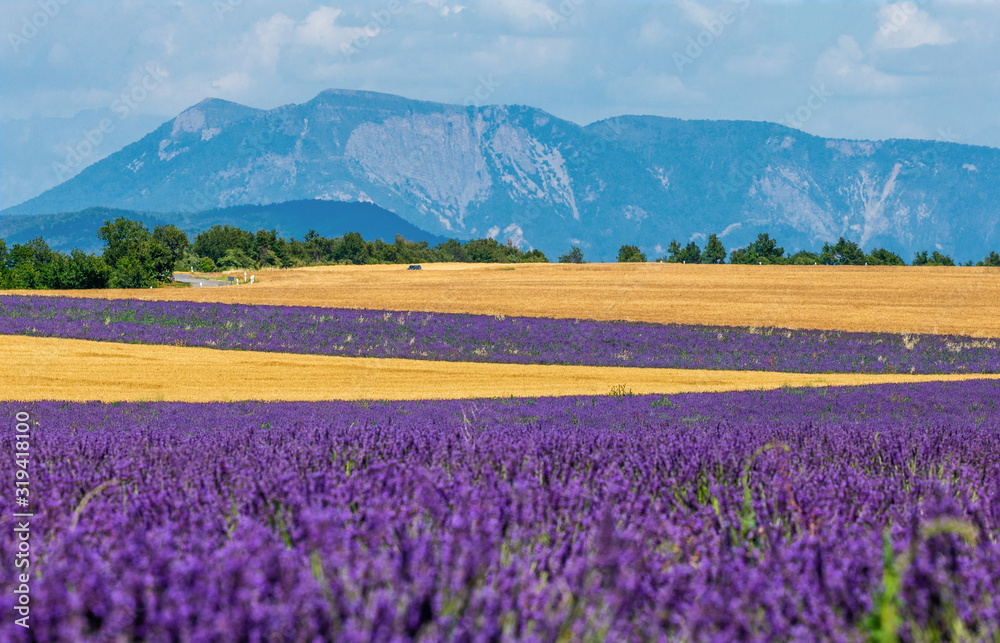 Picturesque lavender field and oat field. France. Provence. Plateau Valensole. Picturesque lavender field and oat field. France. Provence. Plateau Valensole.