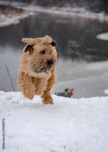Vertical photo of a joyfully running dog on a winter day.