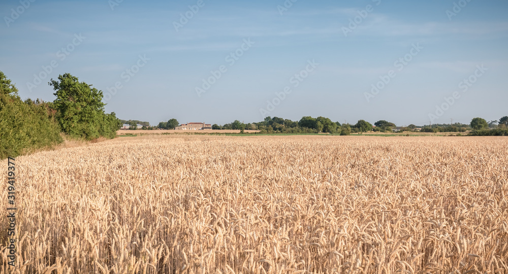 wheat field matured just before the harvest wheat field matured just before the harvest
