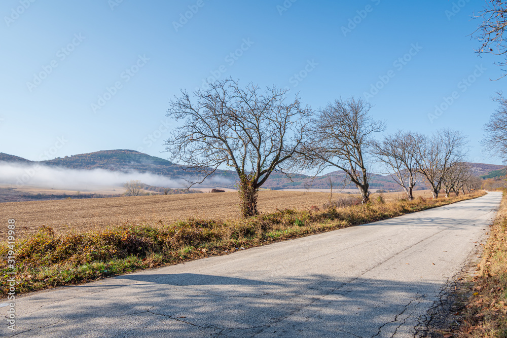 Trees without leaves on either side of an empty, local asphalt road in the fall, yellow dry grasses and clear blue sky.
