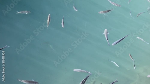 Shoal of fish in seawater, many sea fishes top view, free in the sea, sea fishes on the water surface, on the surface of the sea water aquamarine azure reflection turquoise blue abstract background