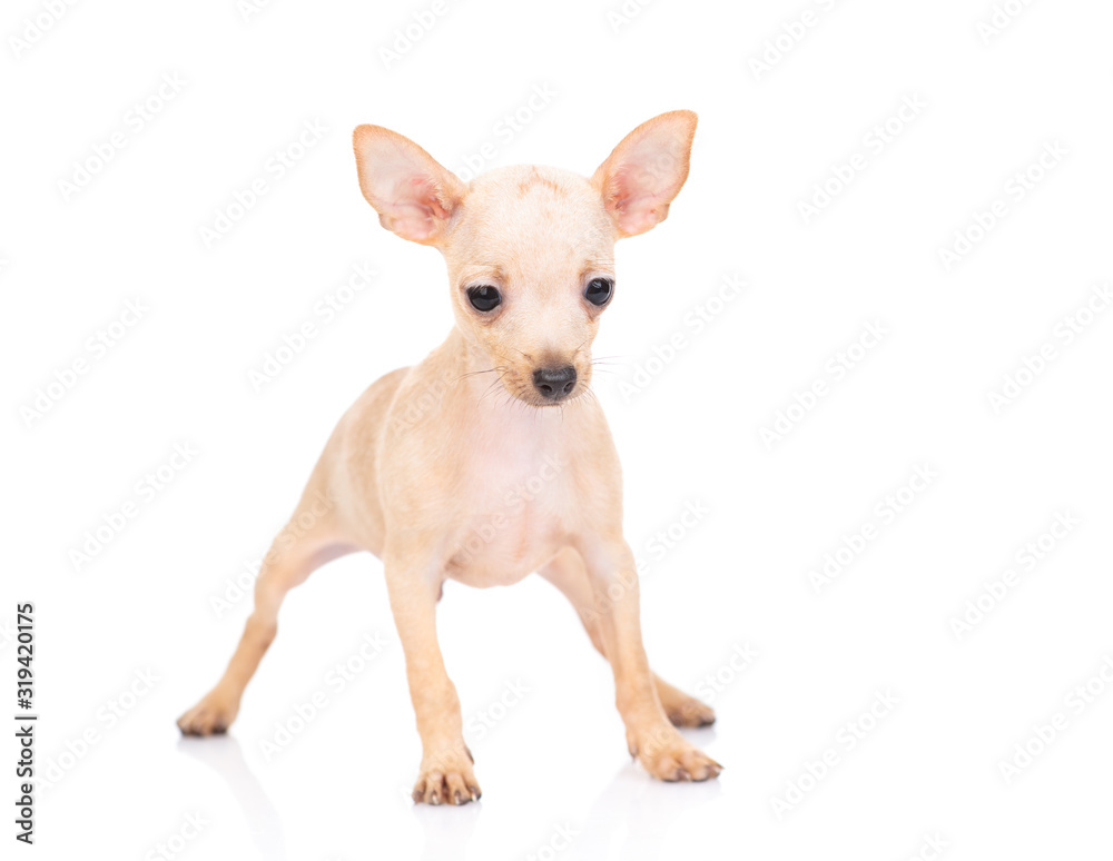 The puppy of that terrier is standing. Isolated on a white background