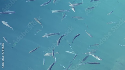 Shoal of fish in seawater, many sea fishes top view, free in the sea, sea fishes on the water surface, on the surface of the sea water aquamarine azure reflection turquoise blue abstract background