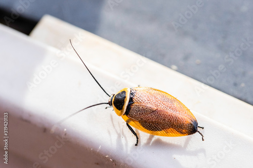 Austral Ellipsidion cockroach adult photo