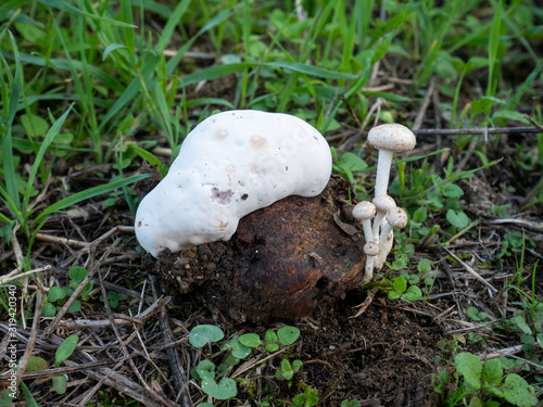 strange mushroom with growing on a sclerotia photo