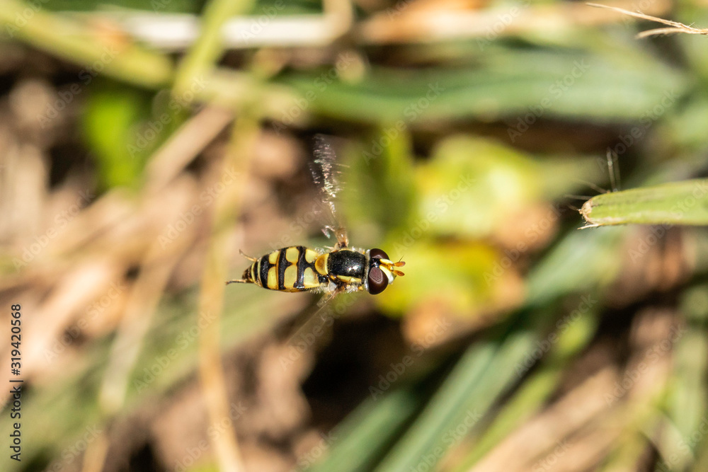 Fototapeta premium Common Hover Fly in the grass