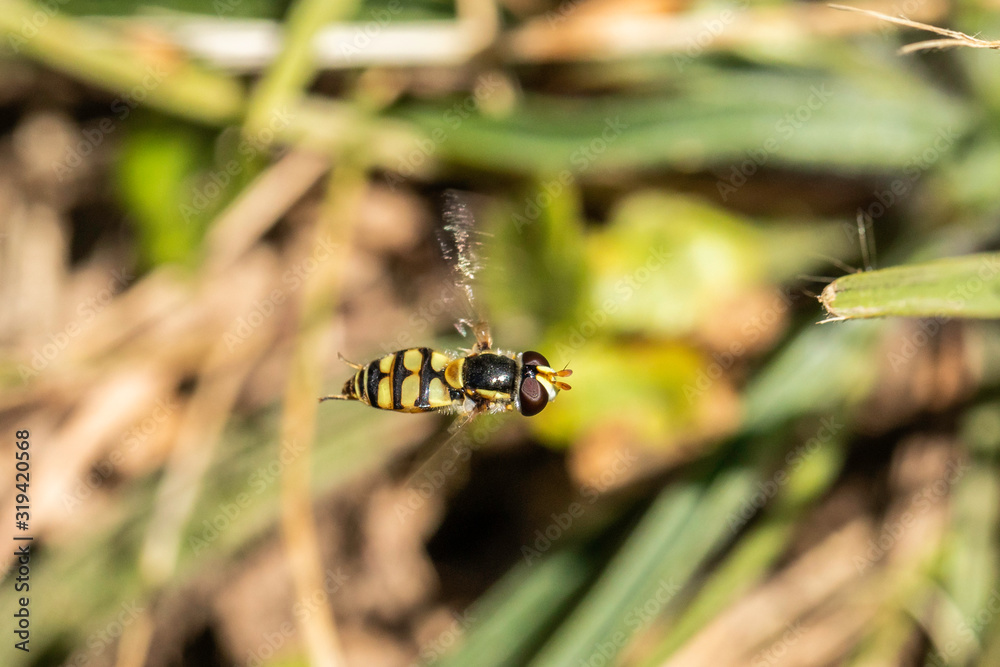 Common Hover Fly in the grass