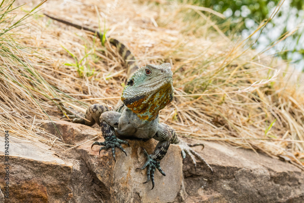 Gippsland Water Dragon near Sullivans Creek Gippsland Water Dragon near Sullivans Creek