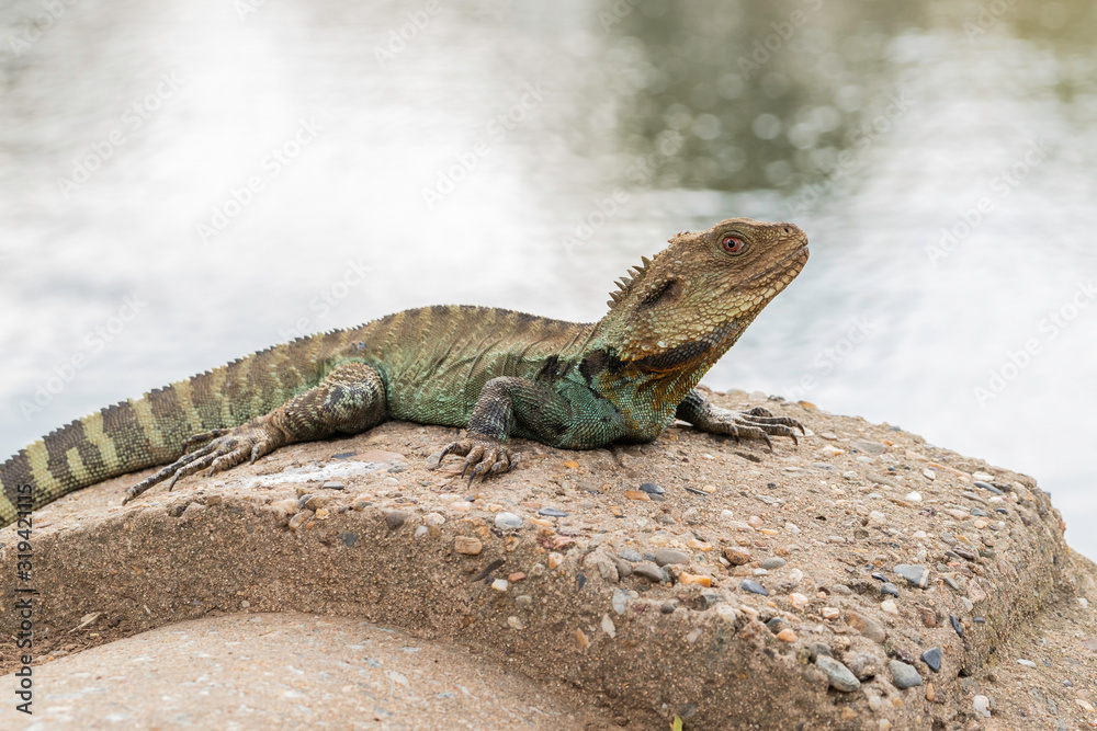 Gippsland Water Dragon near Sullivans Creek Gippsland Water Dragon near Sullivans Creek