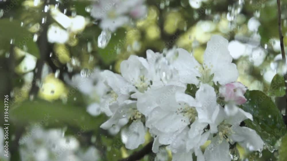 Closeup Flowering Bloom of Apple Tree Blossoming Flowers in Spring Garden. Water Drop Flows Down on Leaf. Fresh Rain Water Drops Beautiful Blooming Apple Flower Rainy day. Slow motion. Shallow DOF.