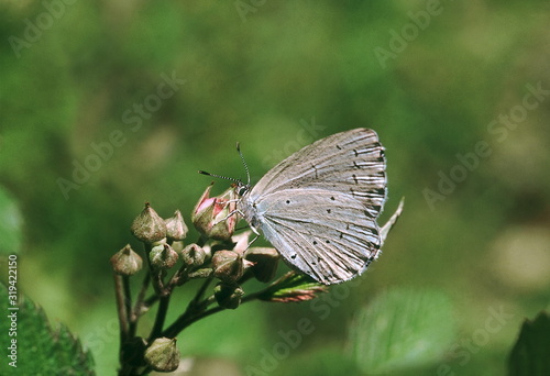 The Common Hedge Blue, feeding on Rubus (berry) flowers.