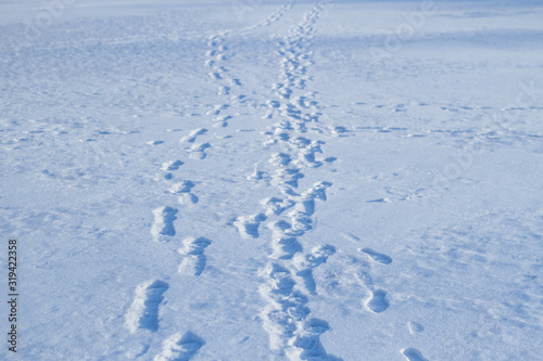 Foot prints on snow