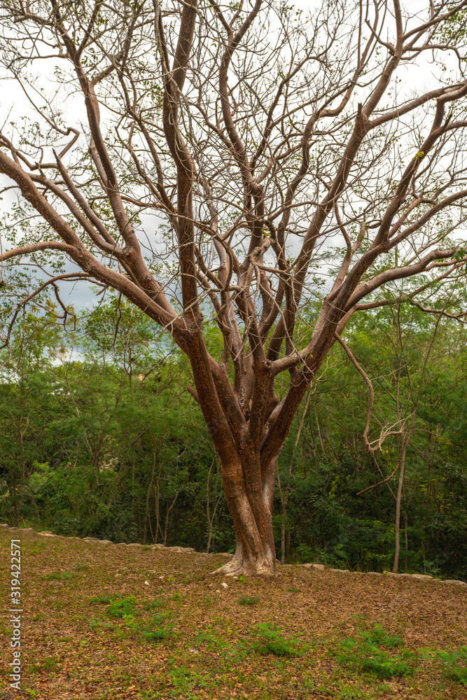 Scaly Tree