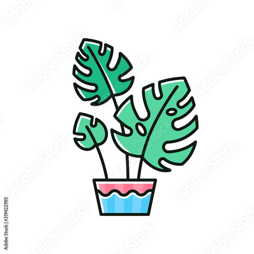 Monstera deliciosa RGB color icon. Swiss cheese plant. Philodendron. Indoor tropical plant with split leaves. Decorative leafy houseplant. Home, office decor. Isolated vector illustration