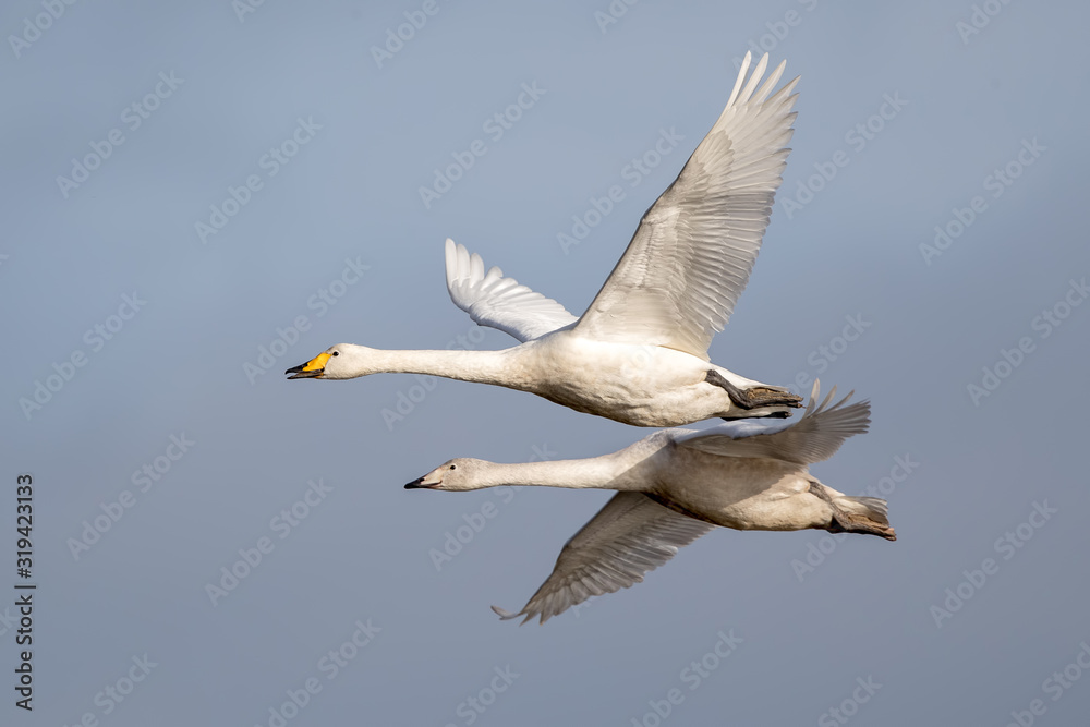 Whooper Swan Flying Whooper Swan Flying